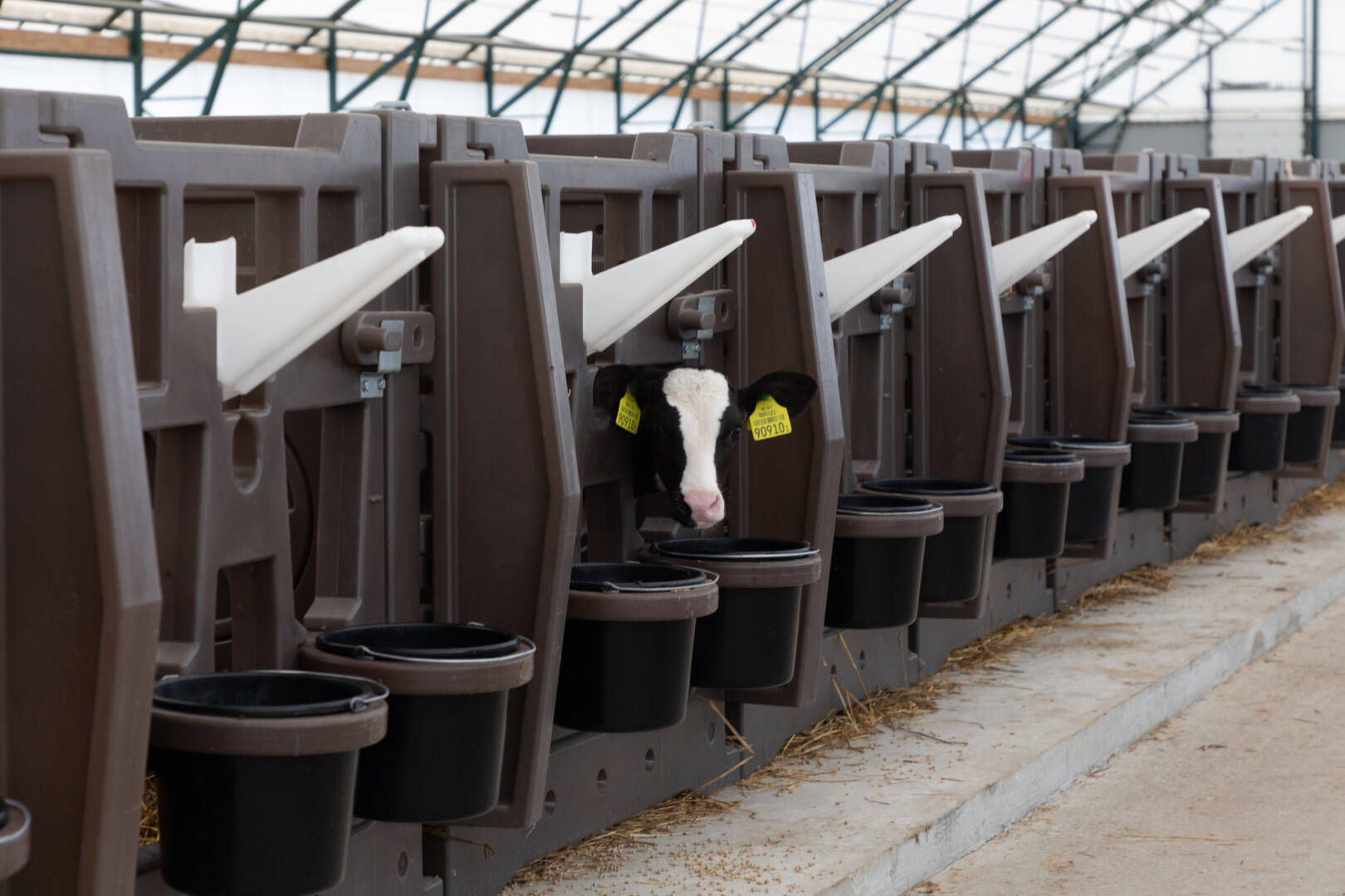 places for keeping newborn calves on a modern farm.